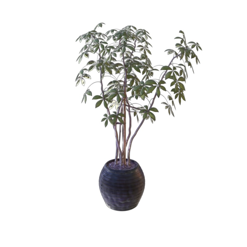 GS-IR ficus city