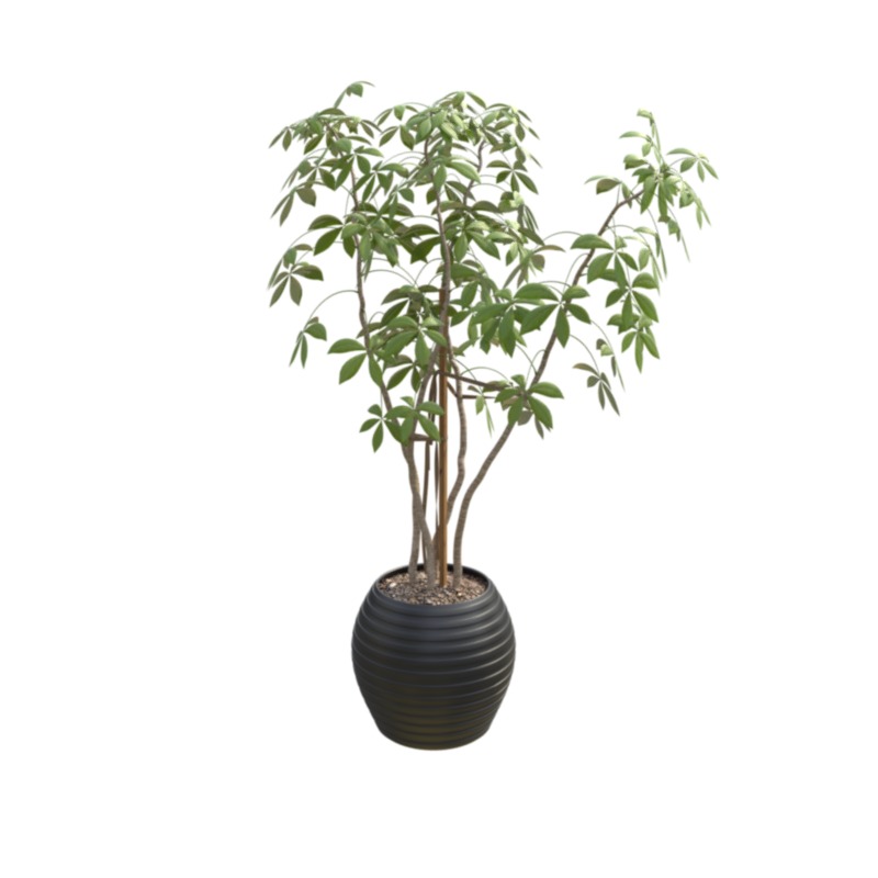 GT ficus city
