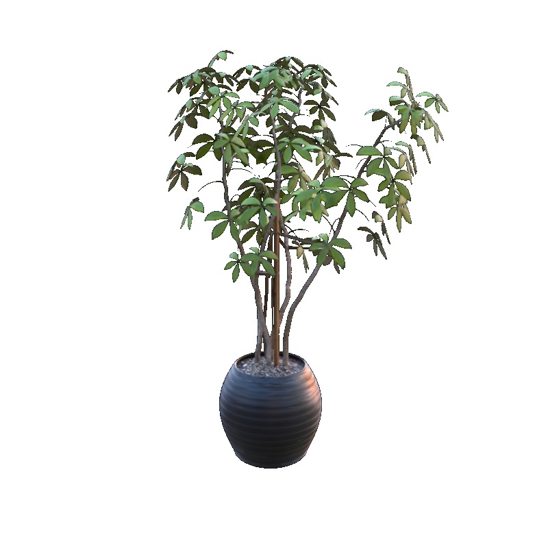 Ours ficus city